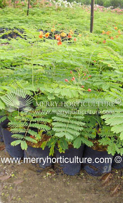 Caesalpinia pulcherrima (Orange)